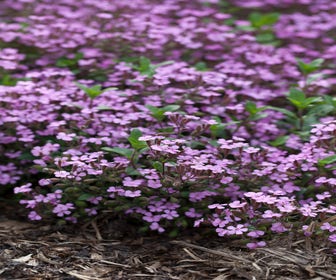 Seifenkraut (Saponaria ocymoides)