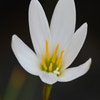 Westenwindlilie als Blumenzwiebel (Zephyranthes candida)