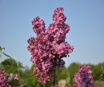 Flieder (Syringa vulgaris 'Znamya Lenina')