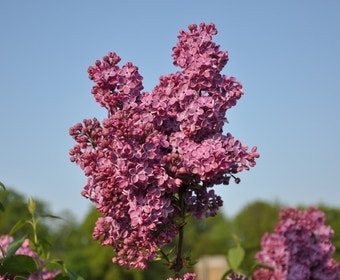 Flieder (Syringa vulgaris 'Znamya Lenina')