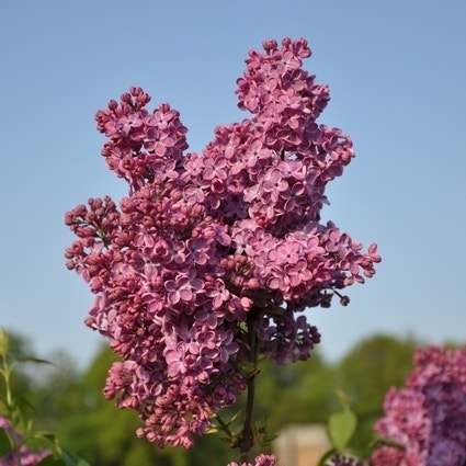 Sering (Syringa vulgaris 'Znamya Lenina')