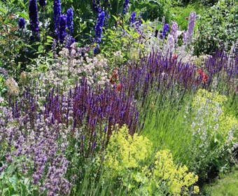 Beetpaket Sommer in Blau und Gelbgrün (2 M²)