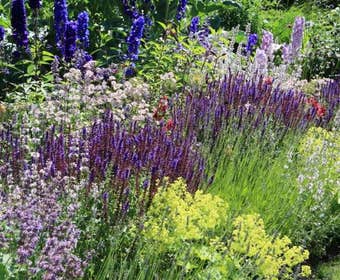 Beetpaket Sommer in Blau und Gelbgrün (2 M²)