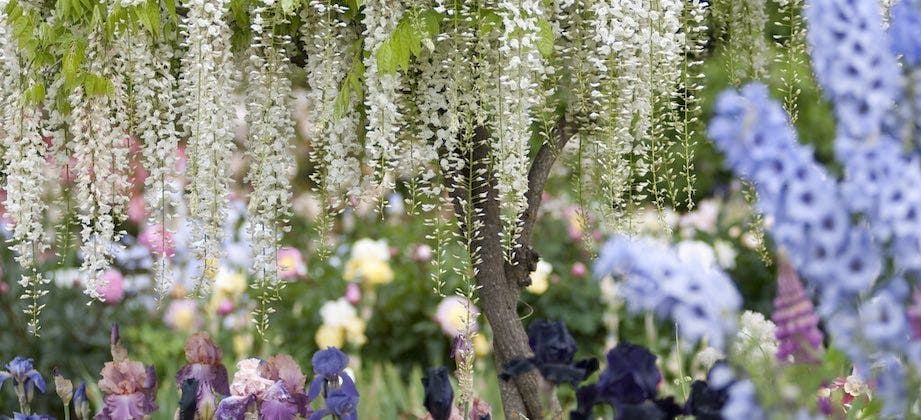 Wunderschöne und günstige Gartenpflanzen