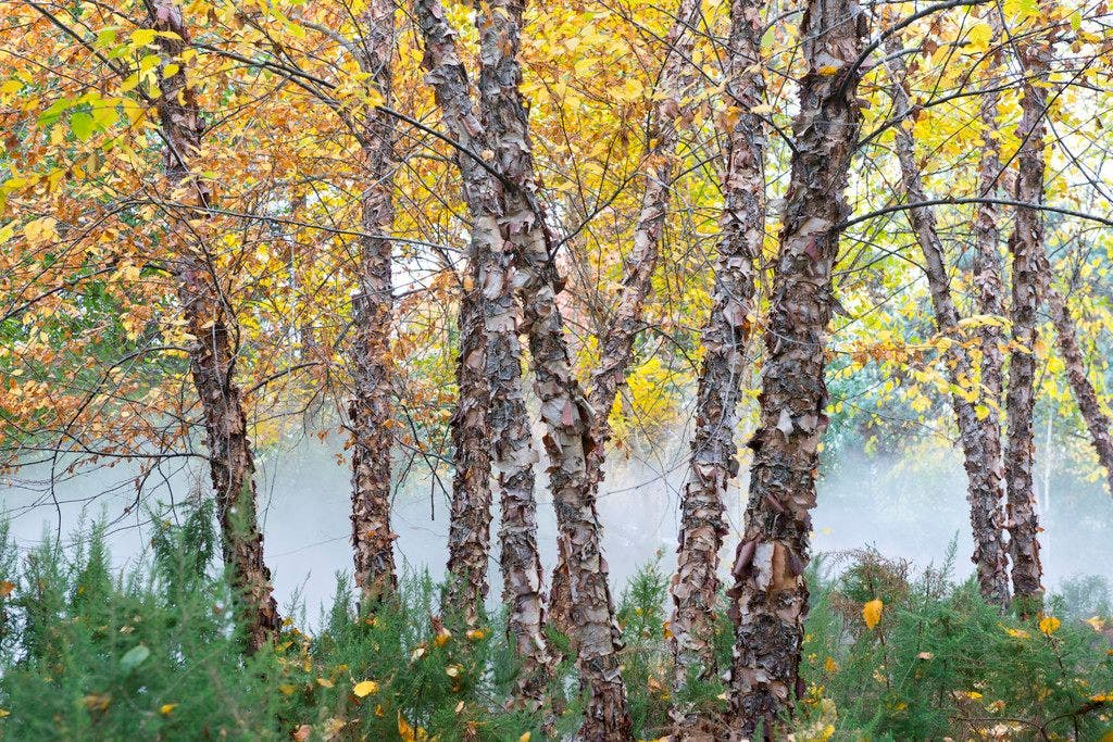 Wunderschöne und günstige Gartenpflanzen