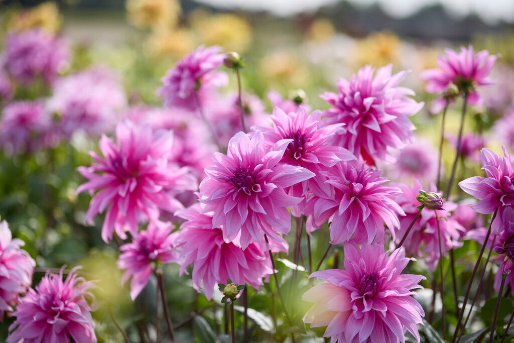 Wir liefern CO2-neutral!