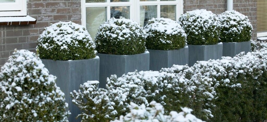 Wunderschöne und günstige Gartenpflanzen