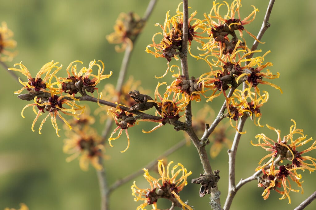 Wunderschöne und günstige Gartenpflanzen