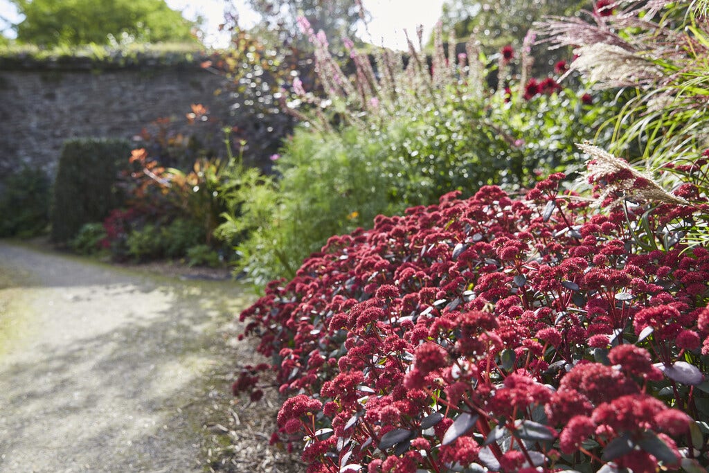 Blühende Stauden für den Sommergarten