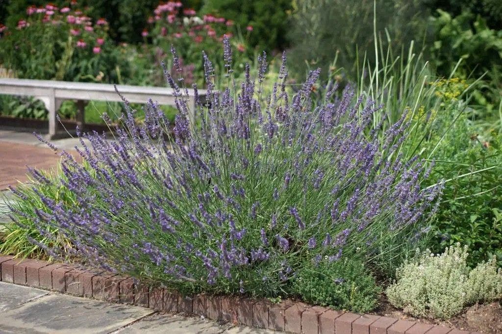 Wunderschöne und günstige Gartenpflanzen