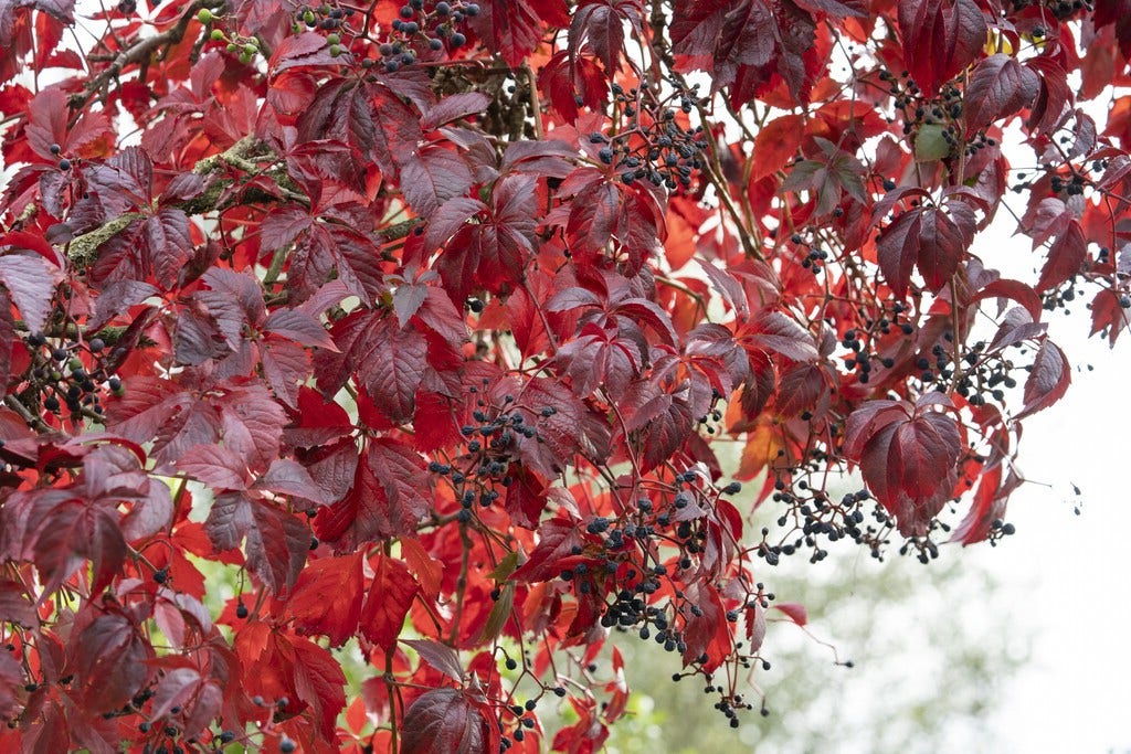 Blühende Stauden für den Sommergarten