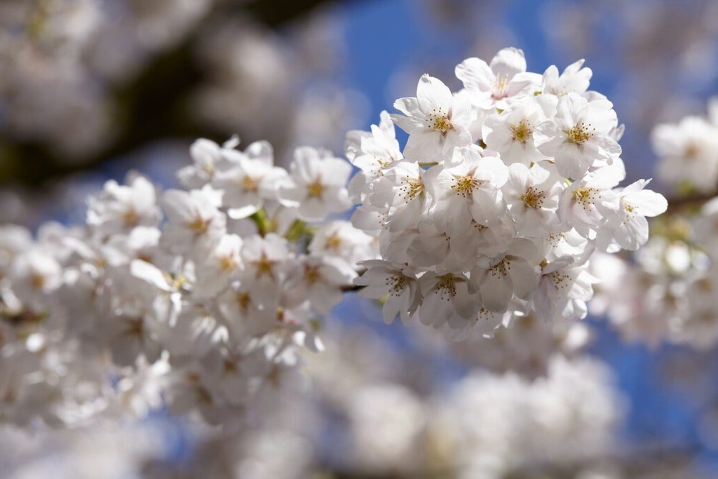 Wunderschöne und günstige Gartenpflanzen