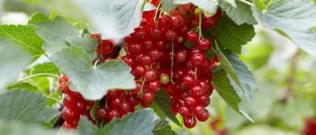Frisches Obst aus dem eigenen Garten