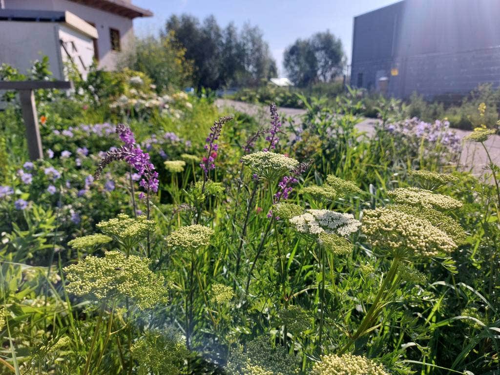 Wachstumsgarantie auf Gartenpflanzen