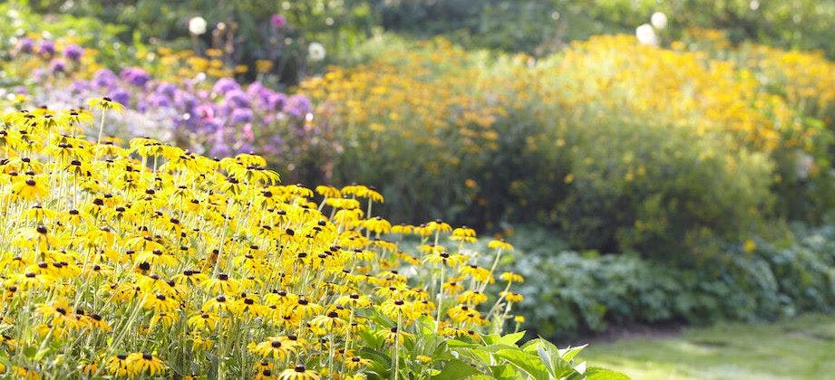 Wunderschöne und günstige Gartenpflanzen