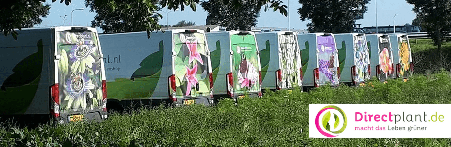 Werken bij Directplant - Over ons