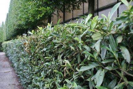 Lorbeerhecke Pflanzen