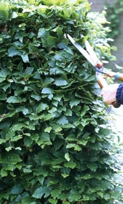 Buchenhecke schneiden