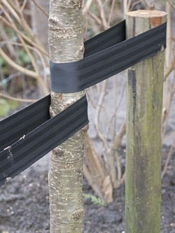Baumschnur befestigen Baum pflanzen - Baumschnur befestigen