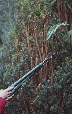 Taxus schneiden Taxus schneiden