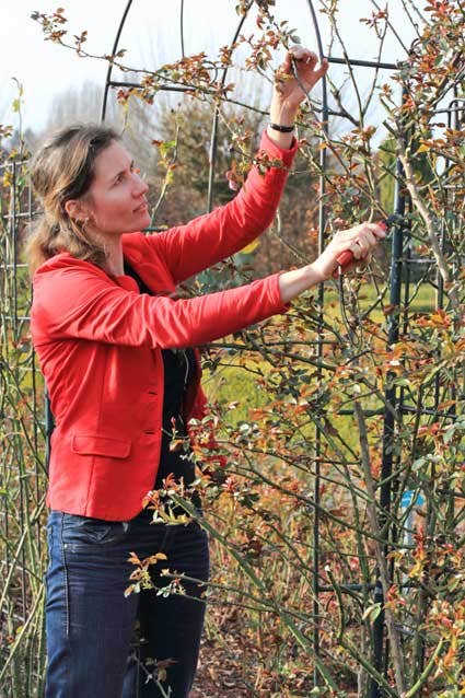 Kletterrose schneiden