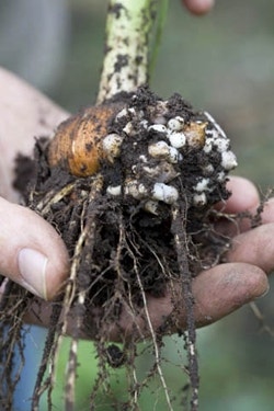 Broedbolletjes van gladiolen Broedbolletjes van gladiolen
