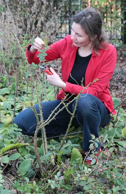 Englische Rosen schneiden
