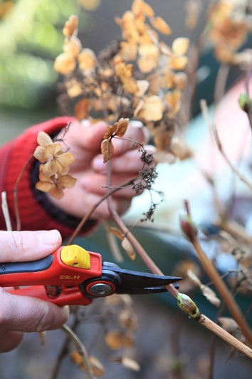 Boerenhortensie snoeien