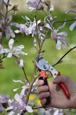 Magnolia snoeien Magnolia schneiden