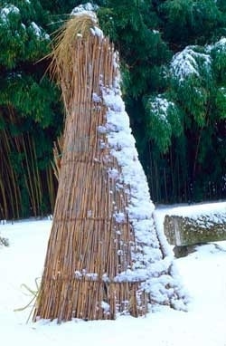 Pampasgras im Winter