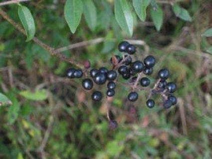 Beeren des Ligusters