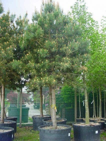 Einheimischer Baum 2