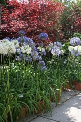 Agapanthus Agapanthus