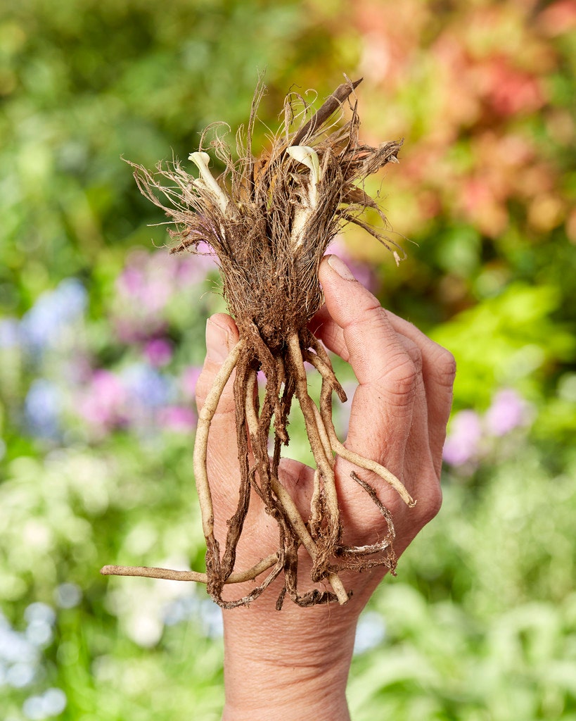 Afrikanische Lilie Wurzelsystem klein