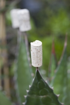 Agave Schutz Agave Schutz