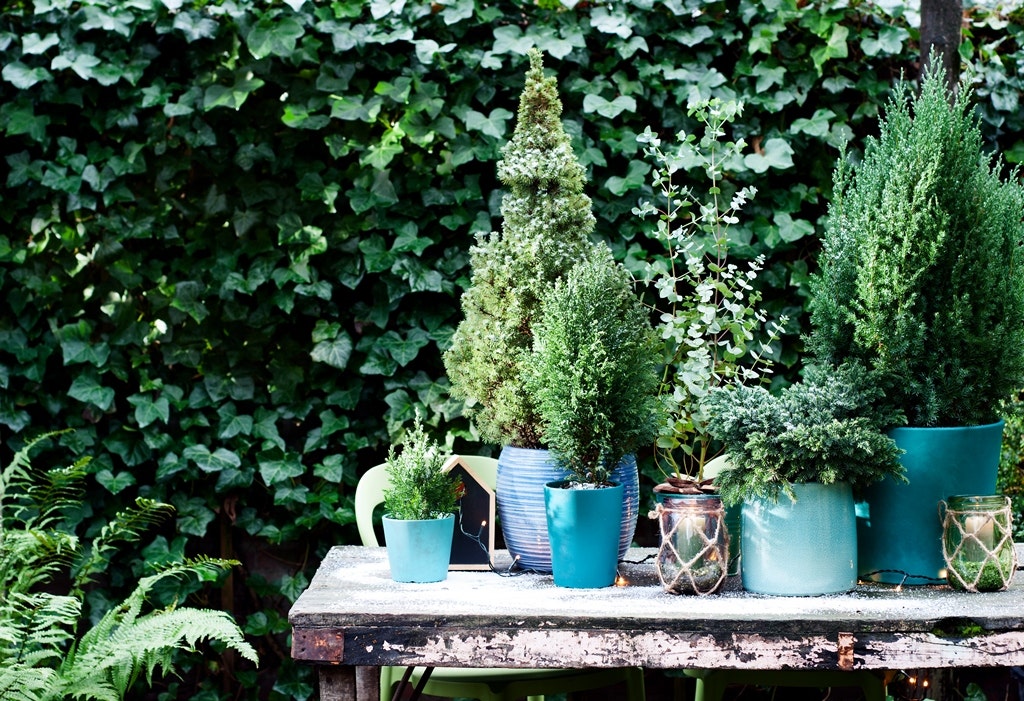 Fichten, Nadelbäume im Topf