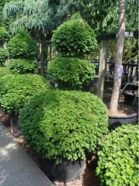 Kugelform Taxus