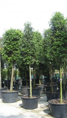 Steineiche (Qeurcus ilex)