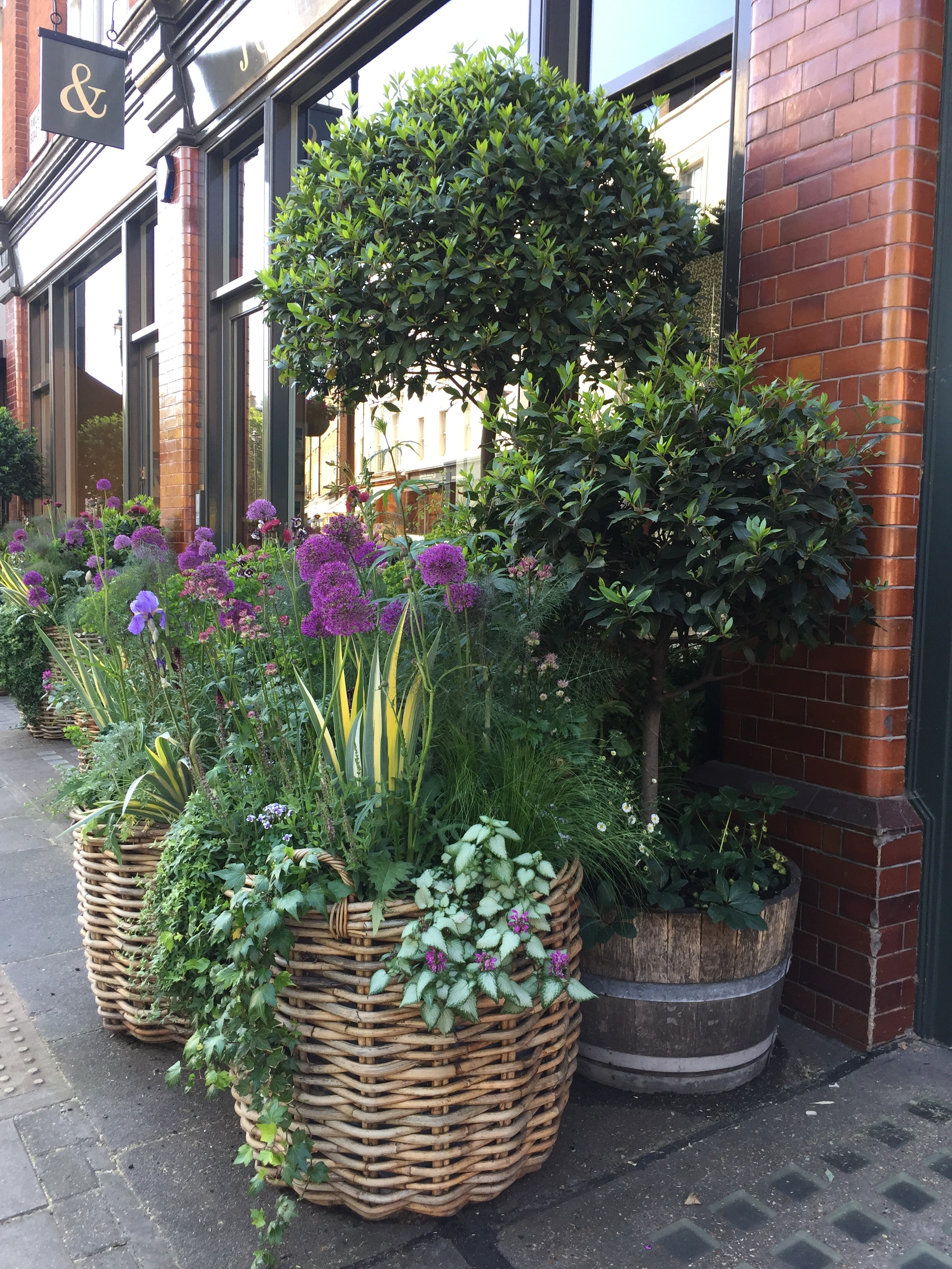 Baum in Topf pflanzen