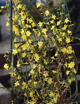 Winterjasmin Winterjasmin