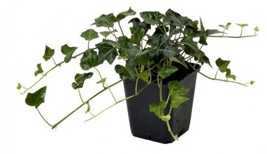 Efeu in Topfpflanzen