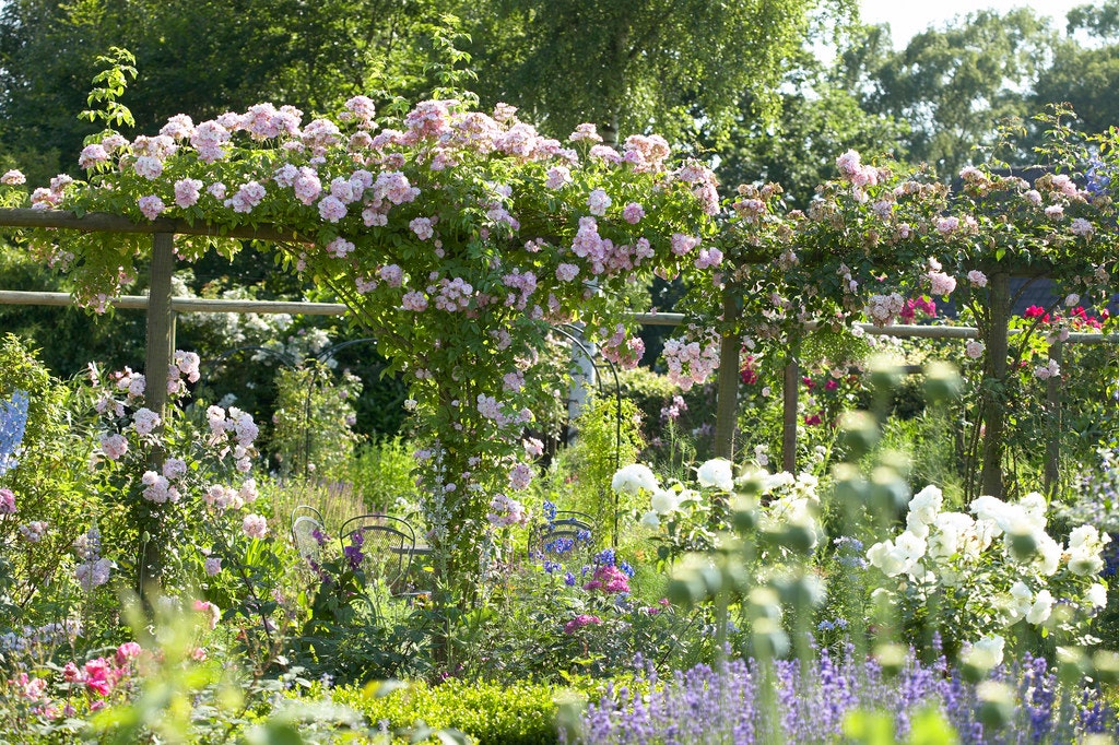 Kletterpflanzen Arten