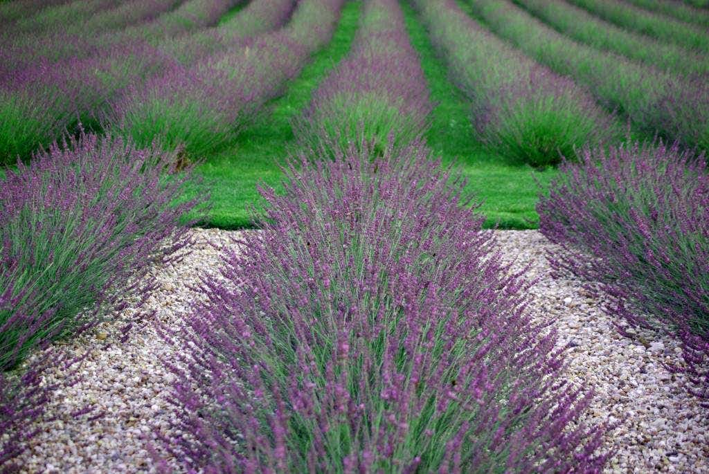 Lavandula intermedia 'Phenomenal'