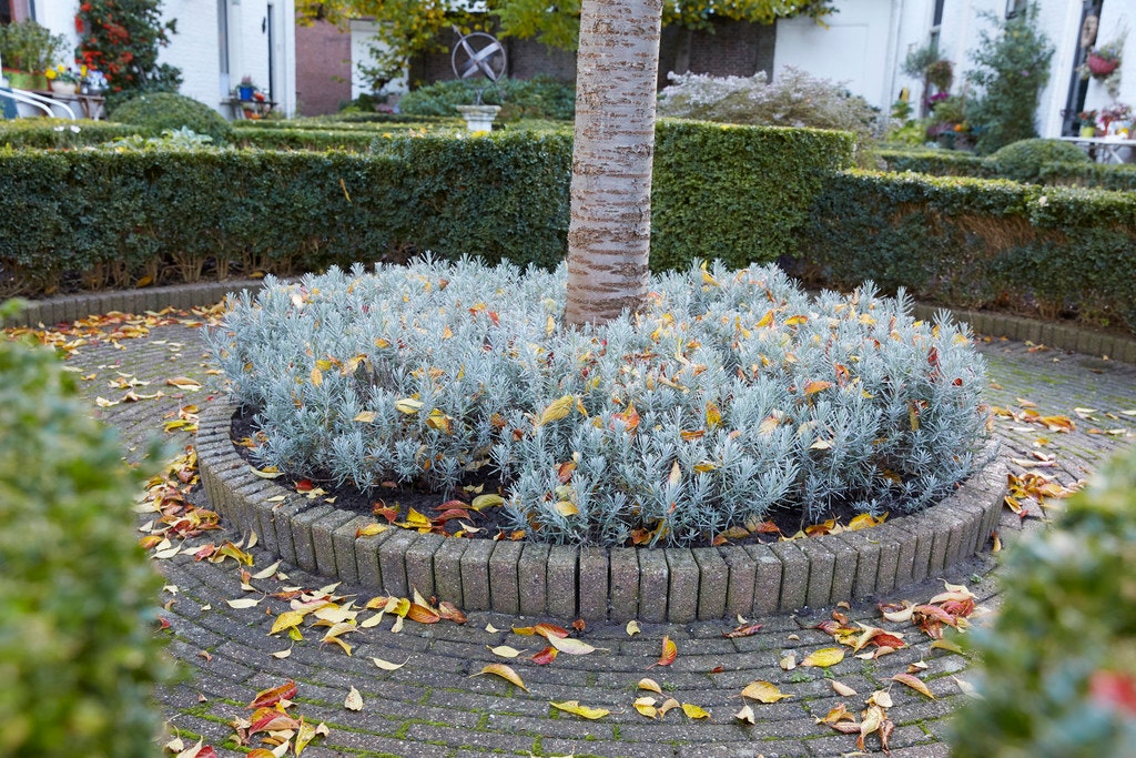Lavendel nach dem Schnitt