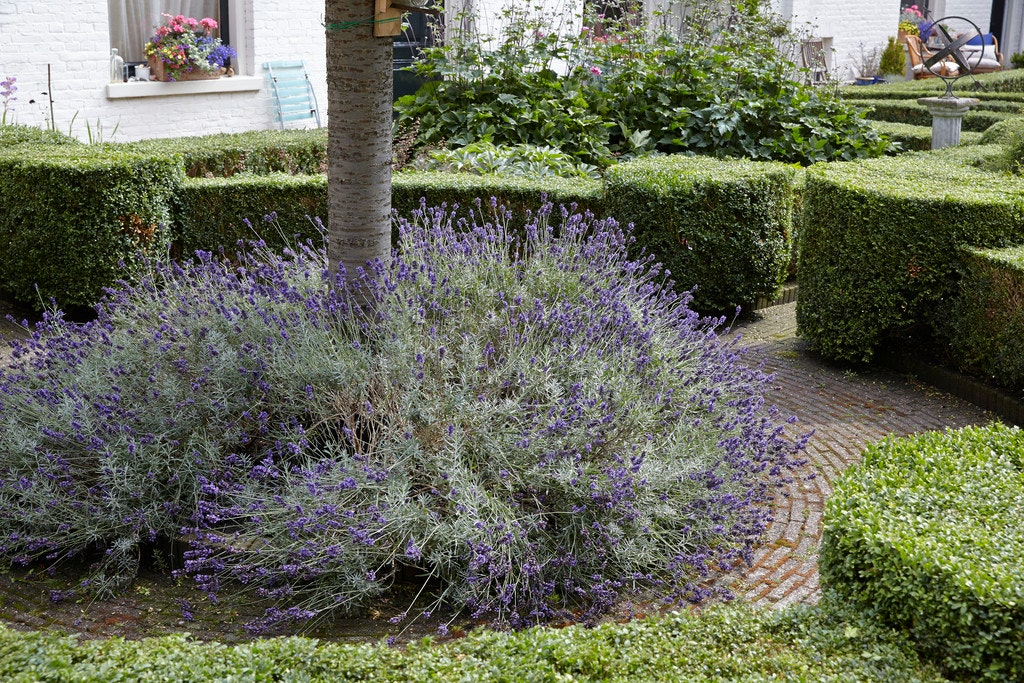 Lavendel vor der Blüte
