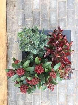 Skimmia-Paket