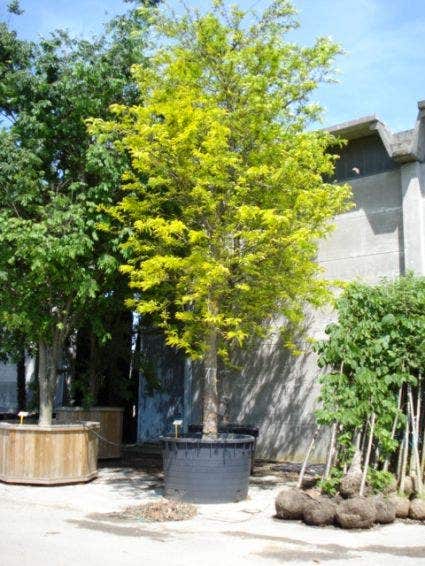 Stammhöhe von Bäumen