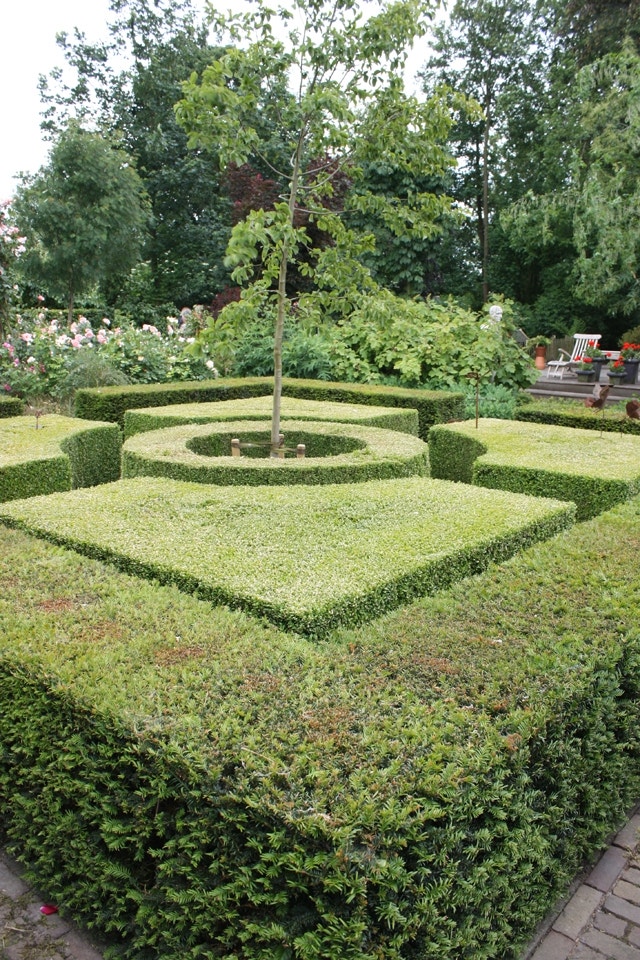 Heckenpflanzen auswählen