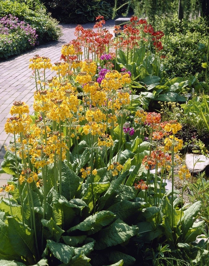 Frühe Frühlingsblumen