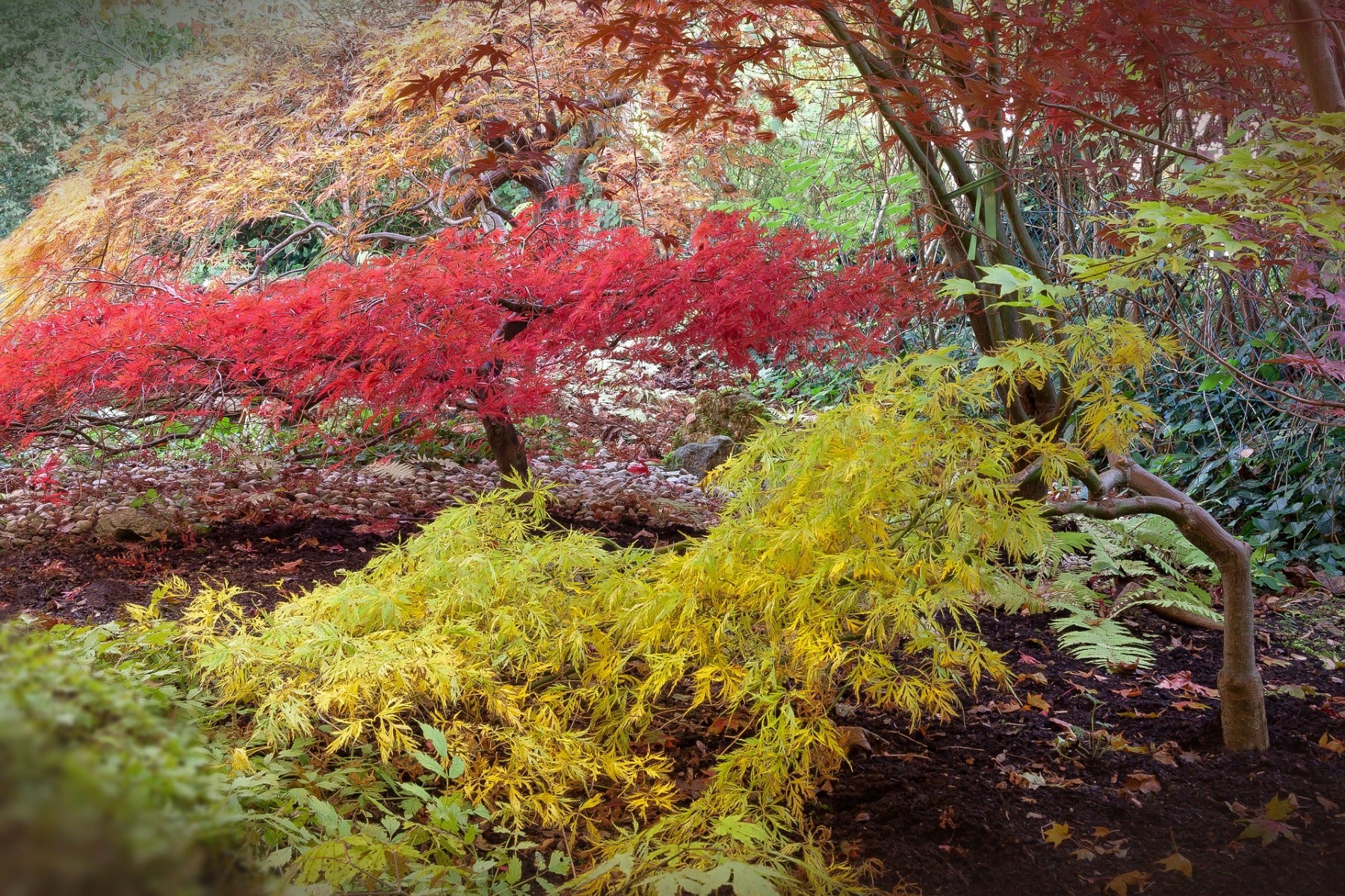 Japanischer Ahorn im Herbst